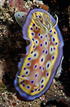 Nudibranch