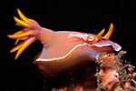 Nudibranch