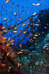 Anthias on the Numidia