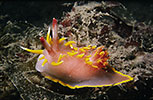 Okenia Nudibranch