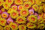 Orange Sun Coral