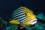 Oriental Sweetlips