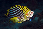 Oriental Sweetlips