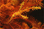 Ornate ghost pipefish