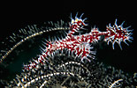 Ornate Ghost Pipefish