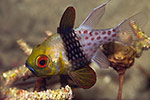 Pajama Cardinalfish