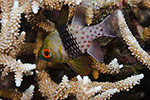 Pajama Cardinalfish