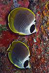 Panda Butterflyfish