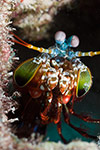 Peacock Mantis Shrimp