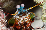 Peacock Mantis Shrimp