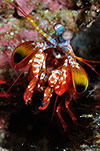 Peacock Mantis Shrimp