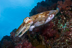 Pharaoh Cuttlefish