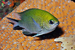 Philippines Chromis