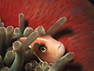 Pink Anemonefish