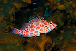 Pixy Hawkfish