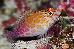 Pixy Hawkfish