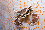 Porcelain Anemone Crab