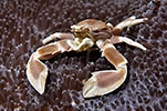 Porcelain Anemone Crab