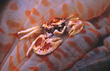 Porcelain Crab