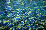 Powder-blue Surgeonfish