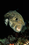 Blue-spotted Puffer