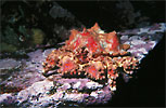 Puget Sound King Crab