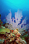 St Kitts Coral Reef