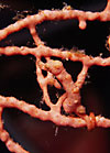 Pygmy Seahorse