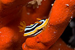 Pyjama nudibranch