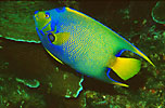 Queen Angelfish