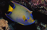 Queen Angelfish