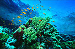 Red Sea Coral Reef