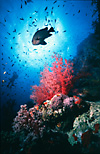 Red Sea Coral Reef