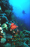 Red Sea Coral Reef