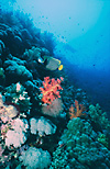 Red Sea Coral Reef