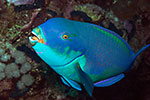 Red Sea steephead parrotfish