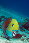 Red Sea Steephead Parrotfish