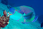 Red Sea Steephead Parrotfish