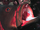 Redmouth grouper