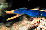 Ribbon Eel