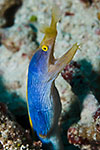 Ribbon Eel