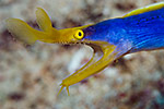 Ribbon Eel