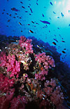 Soft corals, Richelieu Rock