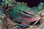 Rosy Goatfish and Cleaner Wrasse