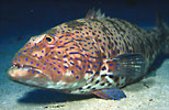 Roving Coralgrouper