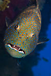 Roving coralgrouper