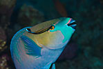 Rusty parrotfish with cleaner