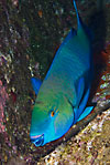 Rusty parrotfish 