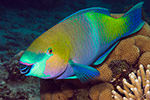 Rusty Parrotfish