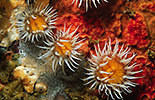 Sea Anemones Sagartia